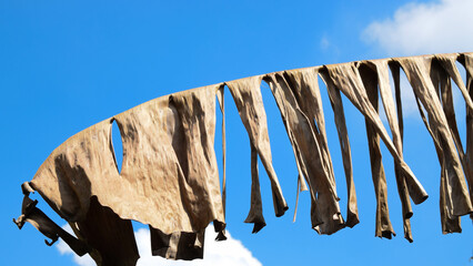 Dried Banana Leaves Torn and Left on Twigs, Hanging Under a Calm Clear Blue Sky