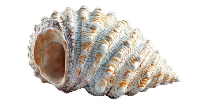 Atomic shell model Transparent background, PNG file