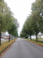 road in the woods