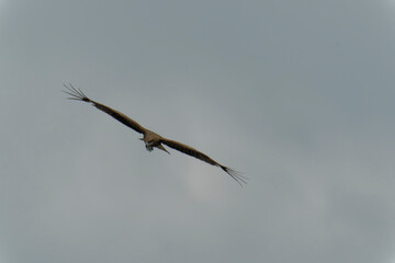 Black kite is flying