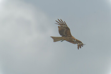 Bird of Prey Gliding in the Sky