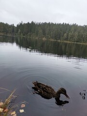 Duck on the lake