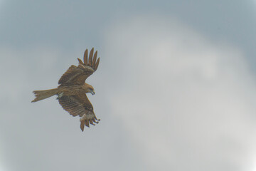 Bird of Prey Gliding in the Sky