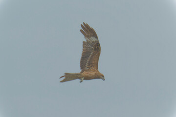 Bird of Prey Gliding in the Sky