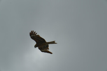 Bird of Prey Gliding in the Sky