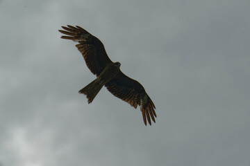Bird of Prey Gliding in the Sky