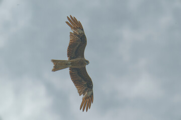 Black kite is flying