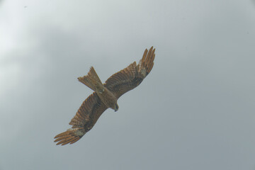 Bird of Prey Gliding in the Sky