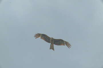 Bird of Prey Gliding in the Sky