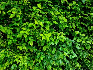 texture of green leaves, perfect for natural background, eco themes, botanical design, or organic pattern stock images.