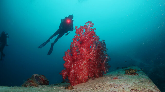 Beautiful photograph of colorful corals and red algae aquatic plants in Biak, Papua, Indonesia.