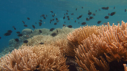 Alcyonacea are an order of sessile colonial cnidarians that are found throughout the oceans of the world, especially in the deep sea, polar waters, tropics and subtropics. 