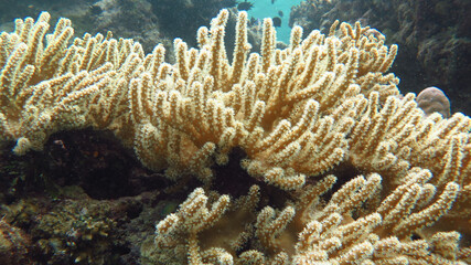 Alcyonacea are an order of sessile colonial cnidarians that are found throughout the oceans of the...