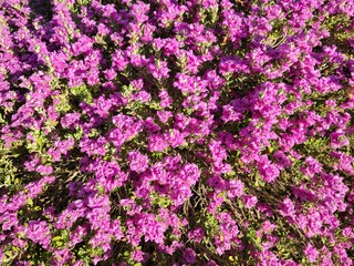Pink blooms of Leucophyllum frutescens also known as Texas Sage or Texas Rangers Shrub in Arizona springtime, natural background