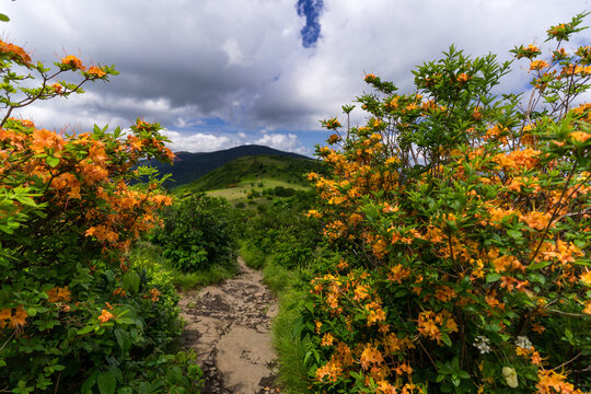 Flame azaleas (Rhododendron calendulaceum) with vibrant orange blooms line a narrow, rocky path on Roan Mountain. The trail is surrounded by lush greenery, under a partly cloudy sky. In the distance, 