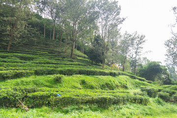 Fototapeta premium Background of tea garden field in Indonesia Puncak