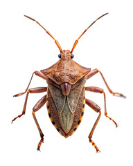Dock bug, Coreus marginatus, in front on a transparent background