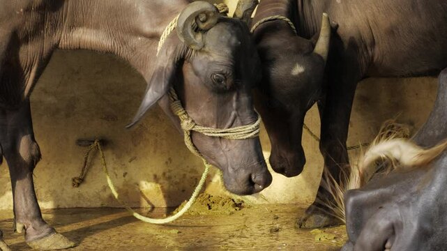 Cattle Bonding - A Moment of Connection in the Stable