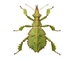 Female spiny leaf insect on a transparent background