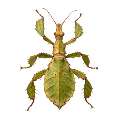 Female spiny leaf insect on a transparent background