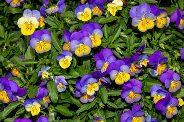 pansy in a garden bed