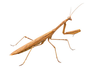 Insect sticks Spanish isolated on a transparent background