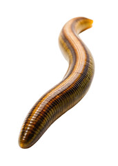 leech isolated on a transparent background