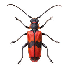 Longhorn beetle Stictoleptura rubra isolated on a transparent background