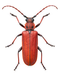Longhorn beetle Stictoleptura rubra isolated on a transparent background