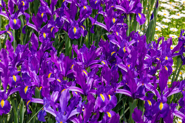 garden bed of beautiful irises