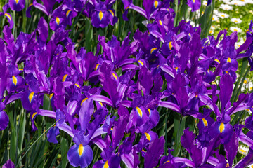garden bed of beautiful irises