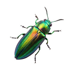metallic wood-boring beetle on a transparent background