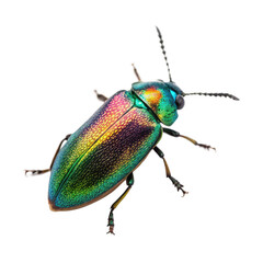 metallic wood-boring beetle on a transparent background