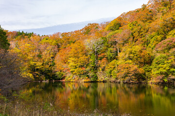 日本の風景・秋　世界遺産・白神山地　紅葉の十二湖　落口の池
