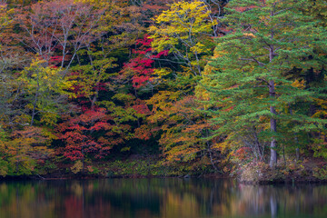 日本の風景・秋　世界遺産・白神山地　紅葉の十二湖　王池