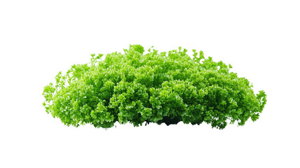 Obraz premium Fresh parsley bunch Transparent background, PNG file