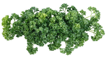 Fototapeta premium Fresh parsley bunch Transparent background, PNG file