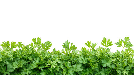 Fototapeta premium Fresh parsley bunch Transparent background, PNG file