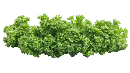 Obraz premium Fresh parsley bunch Transparent background, PNG file