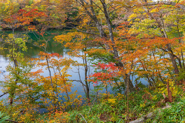日本の風景・秋　世界遺産・白神山地　紅葉の十二湖　王池
