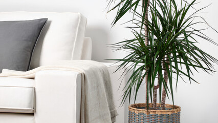 Indoor plant adds freshness to modern living room with cozy sofa and textured throw blanket.