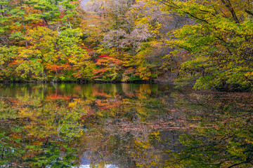 日本の風景・秋　世界遺産・白神山地　紅葉の十二湖　王池