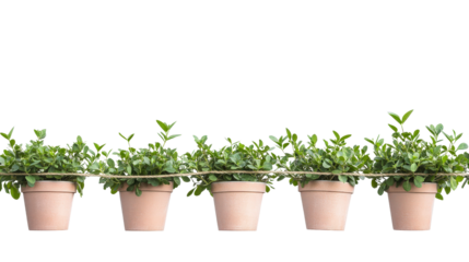 Garden row marker string type, Transparent background, PNG file Prompter Creative