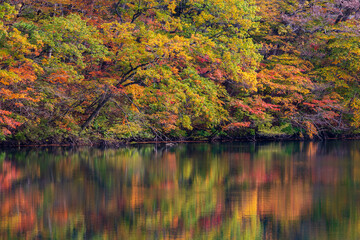 日本の風景・秋　世界遺産・白神山地　紅葉の十二湖　王池