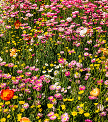 pretty daisy a favourite