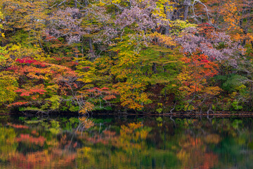 日本の風景・秋　世界遺産・白神山地　紅葉の十二湖　王池
