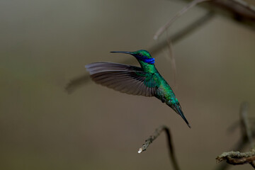 Purple-throated Sunangel at Huembo Reserve, Amazonas — a jewel of the Andean cloud forest captured in a moment of stillness
