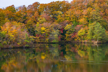 日本の風景・秋　世界遺産・白神山地　紅葉の十二湖　王池