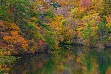 日本の風景・秋　世界遺産・白神山地　紅葉の十二湖　王池