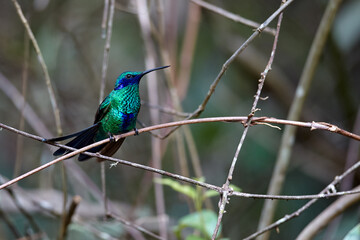 Purple-throated Sunangel at Huembo Reserve, Amazonas — a jewel of the Andean cloud forest captured in a moment of stillness